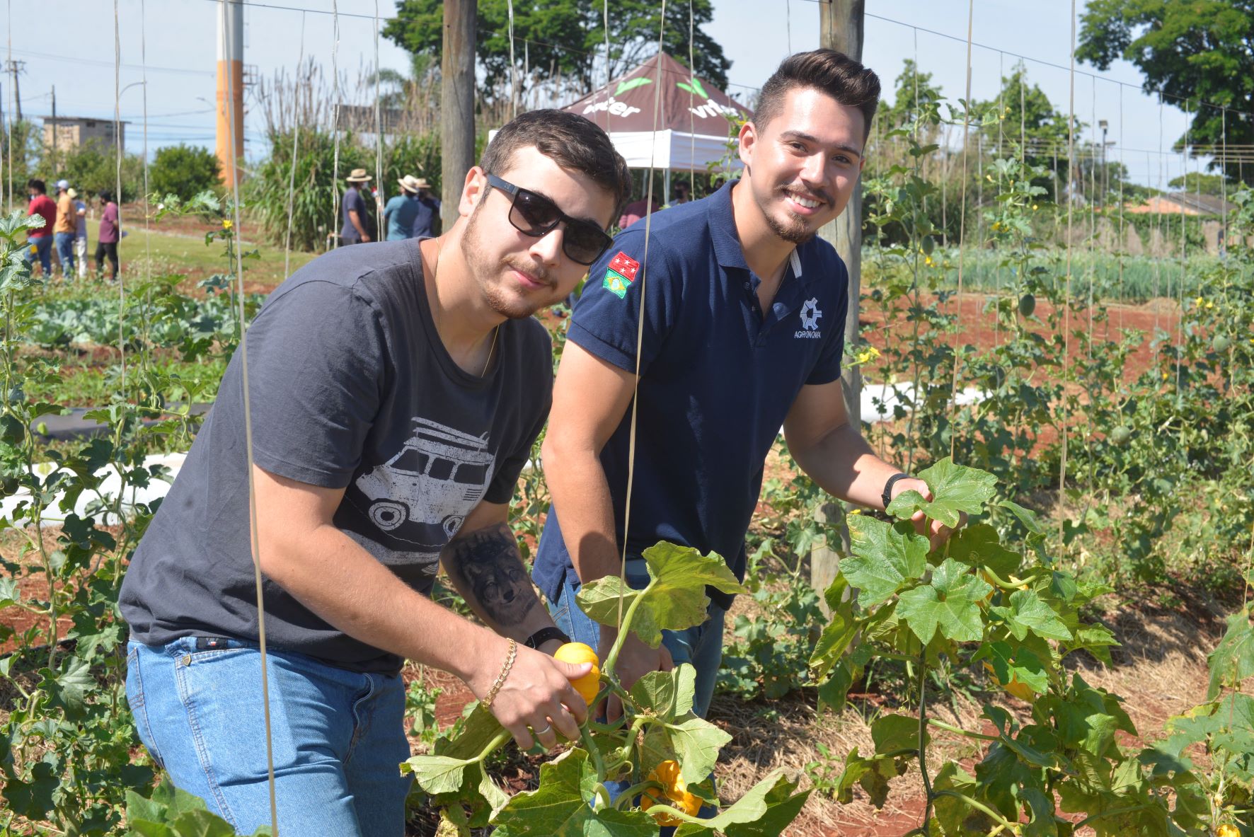 Homens plantando na horta.